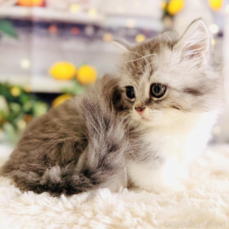 販売中の岐阜県のミヌエット(短足)-137752の6枚目