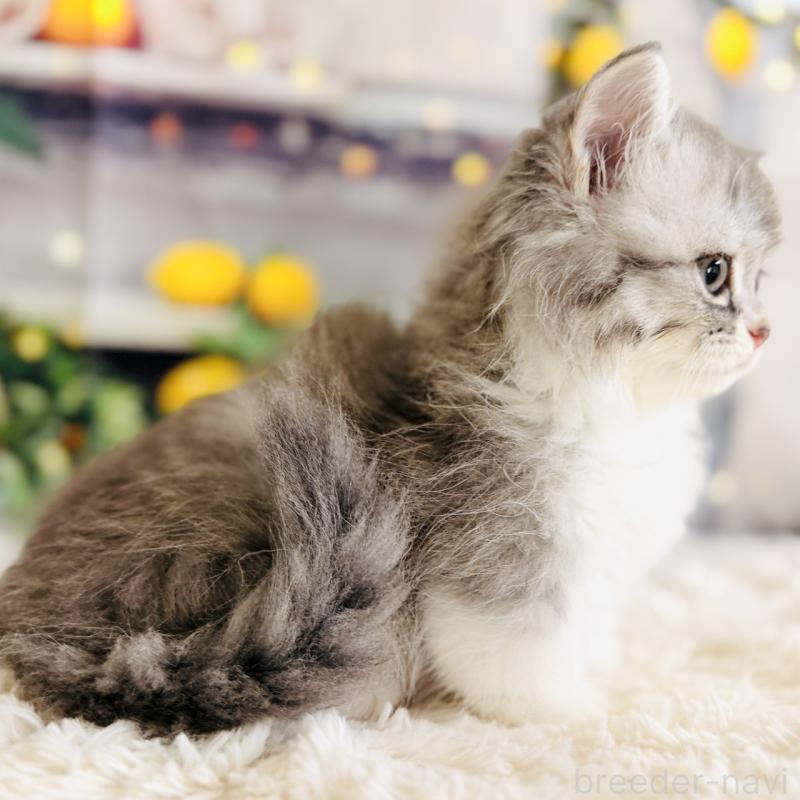 販売中の岐阜県のミヌエット(短足)-137752の5枚目