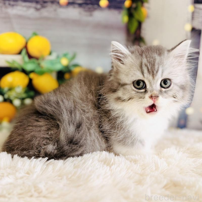 販売中の岐阜県のミヌエット(短足)-137752の4枚目