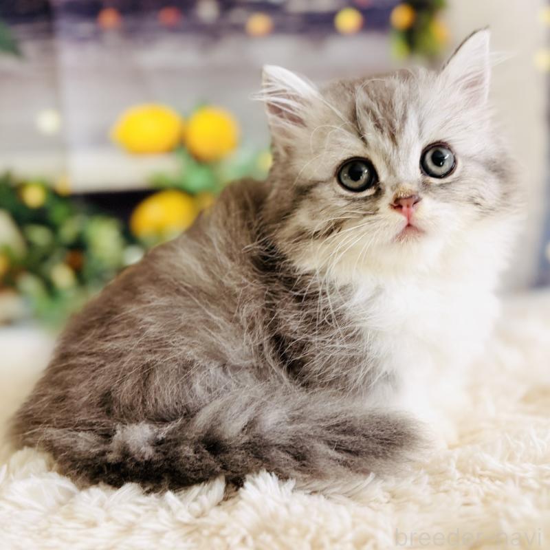 販売中の岐阜県のミヌエット(短足)-137752の2枚目