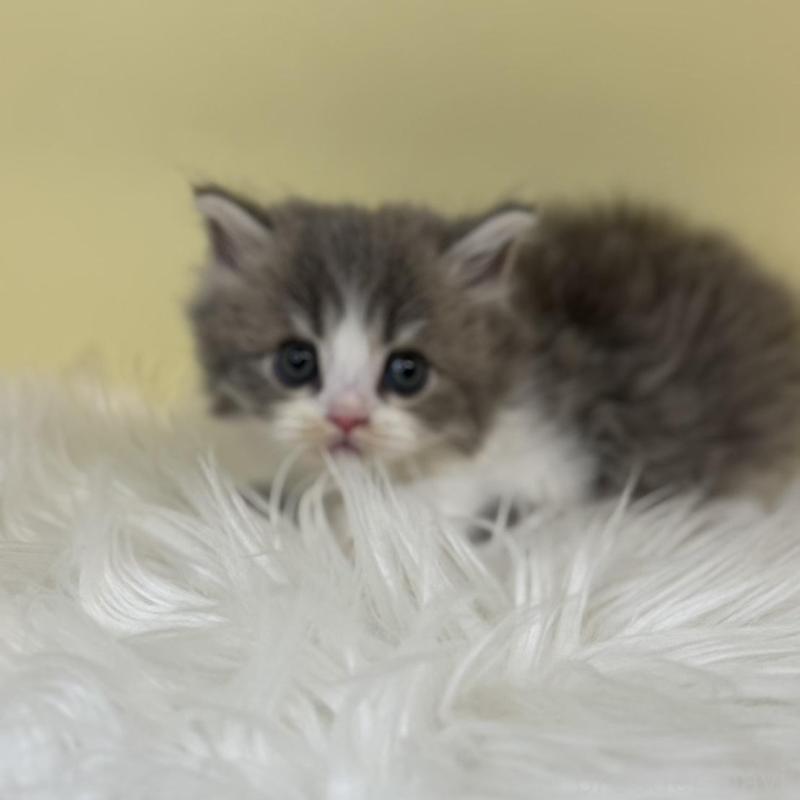 販売中の埼玉県のサイベリアン-137639の4枚目