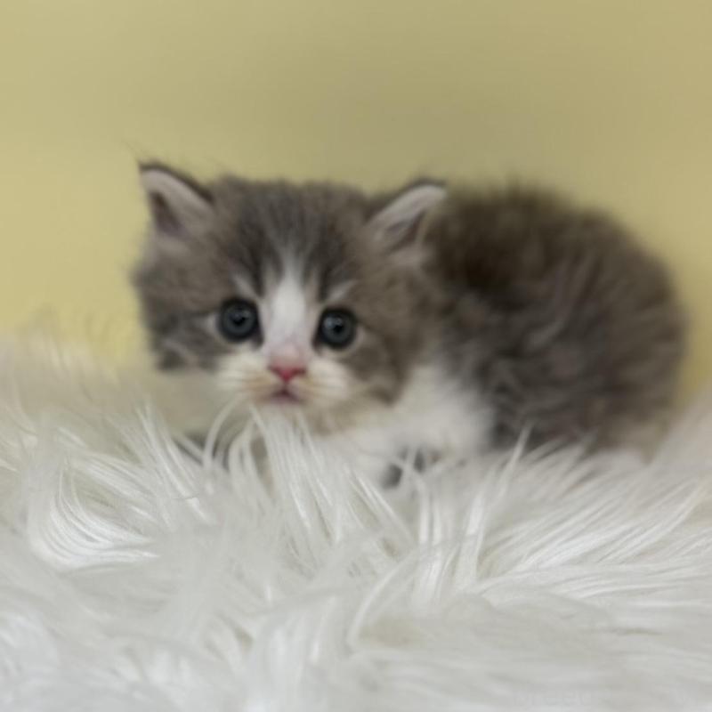 販売中の埼玉県のサイベリアン-137639の3枚目