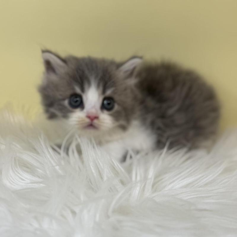 販売中の埼玉県のサイベリアン-137639の1枚目