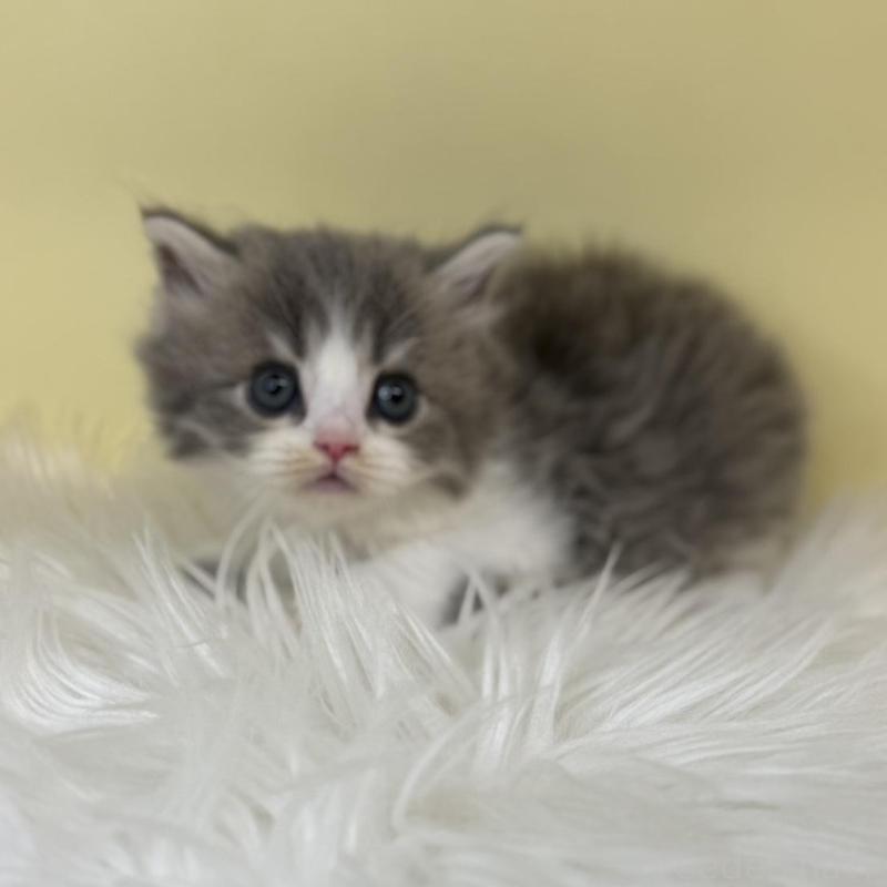 販売中の埼玉県のサイベリアン-137639の2枚目