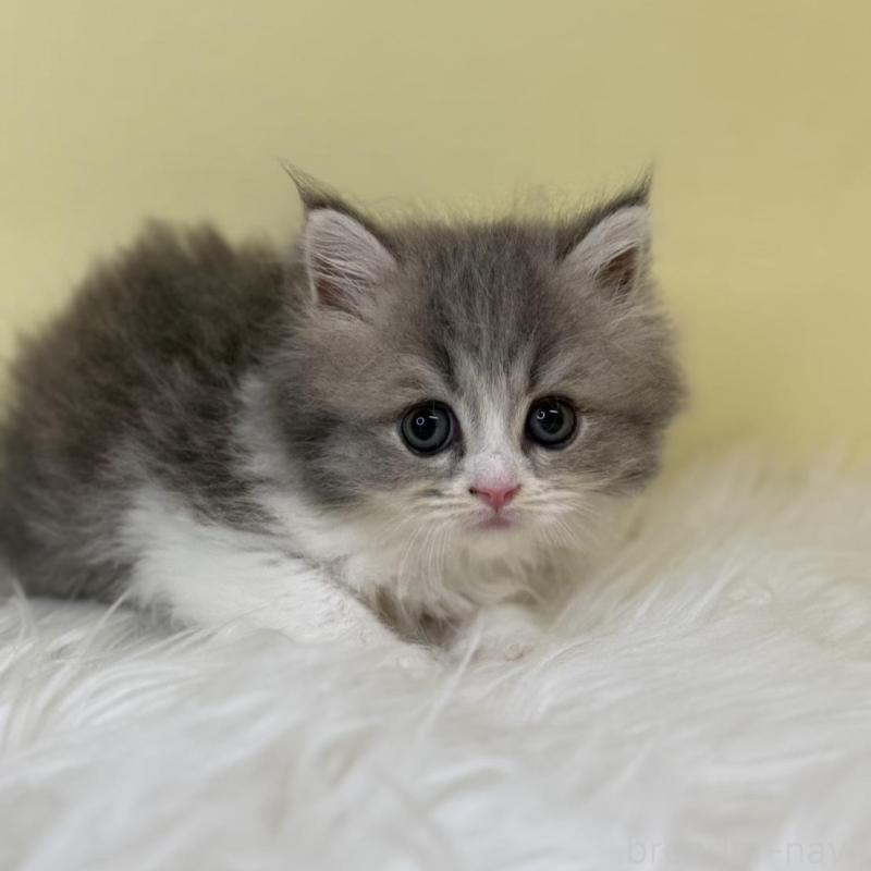 販売中の埼玉県のサイベリアン-137640の4枚目