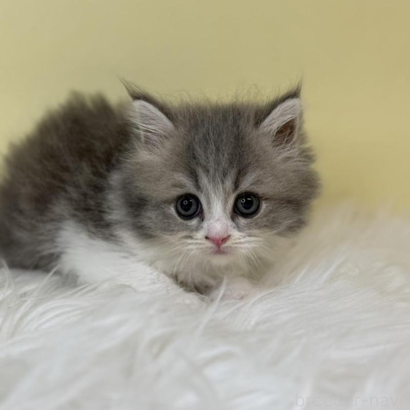 販売中の埼玉県のサイベリアン-137640の3枚目