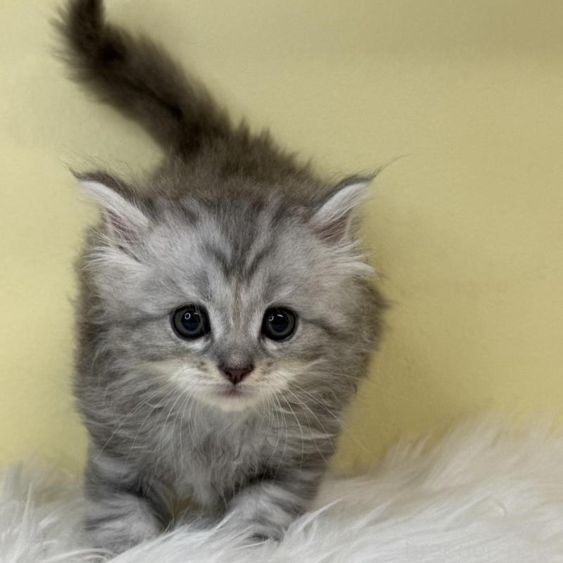 販売中の埼玉県のサイベリアン-137641の4枚目