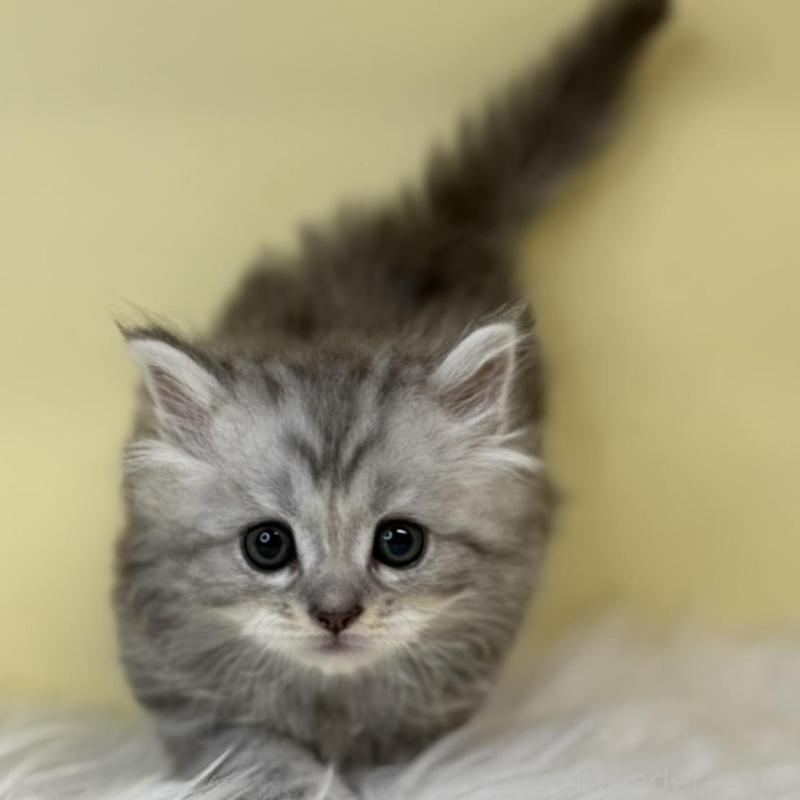 販売中の埼玉県のサイベリアン-137641の1枚目