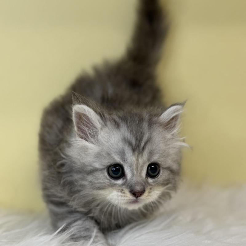 販売中の埼玉県のサイベリアン-137641の3枚目