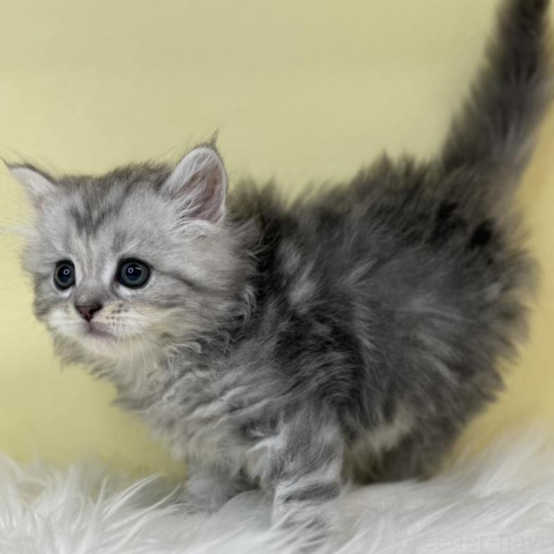 販売中の埼玉県のサイベリアン-137641の2枚目