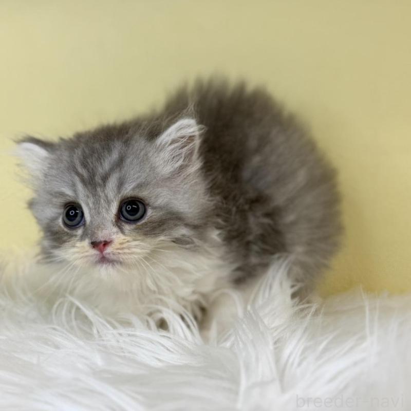 販売中の埼玉県のサイベリアン-137642の4枚目