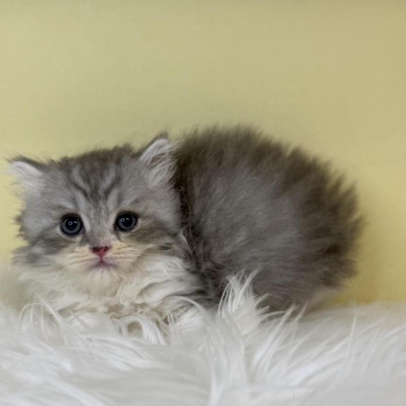 販売中の埼玉県のサイベリアン-137642の3枚目