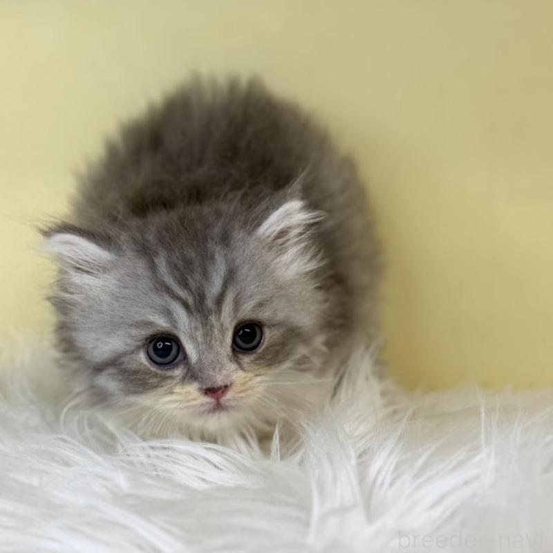 販売中の埼玉県のサイベリアン-137642の1枚目