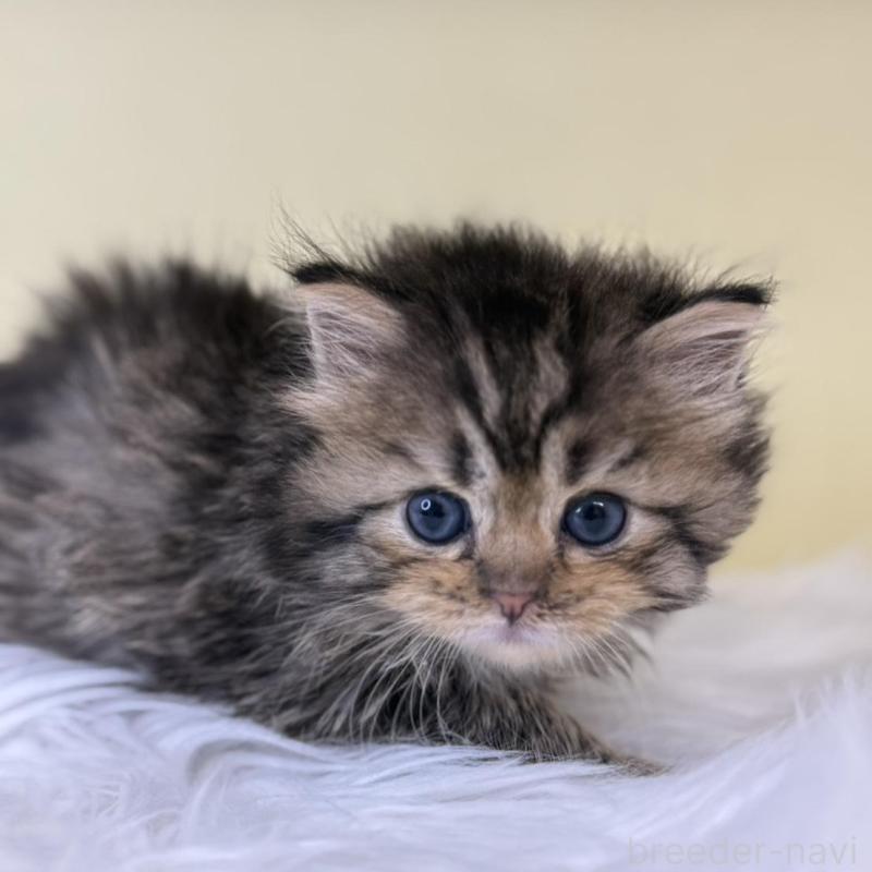 販売中の埼玉県のサイベリアン-137643の1枚目