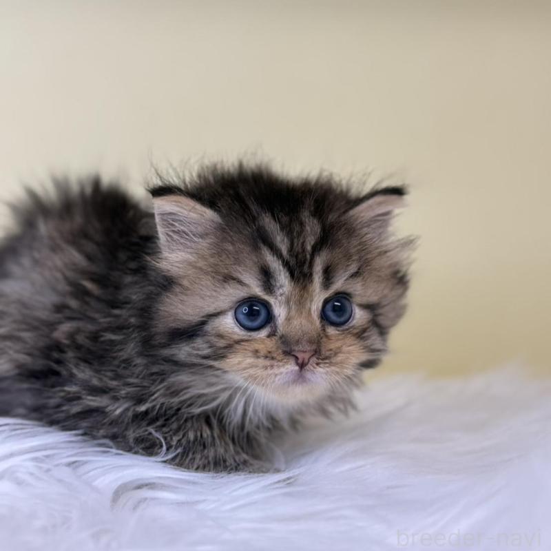 販売中の埼玉県のサイベリアン-137643の4枚目