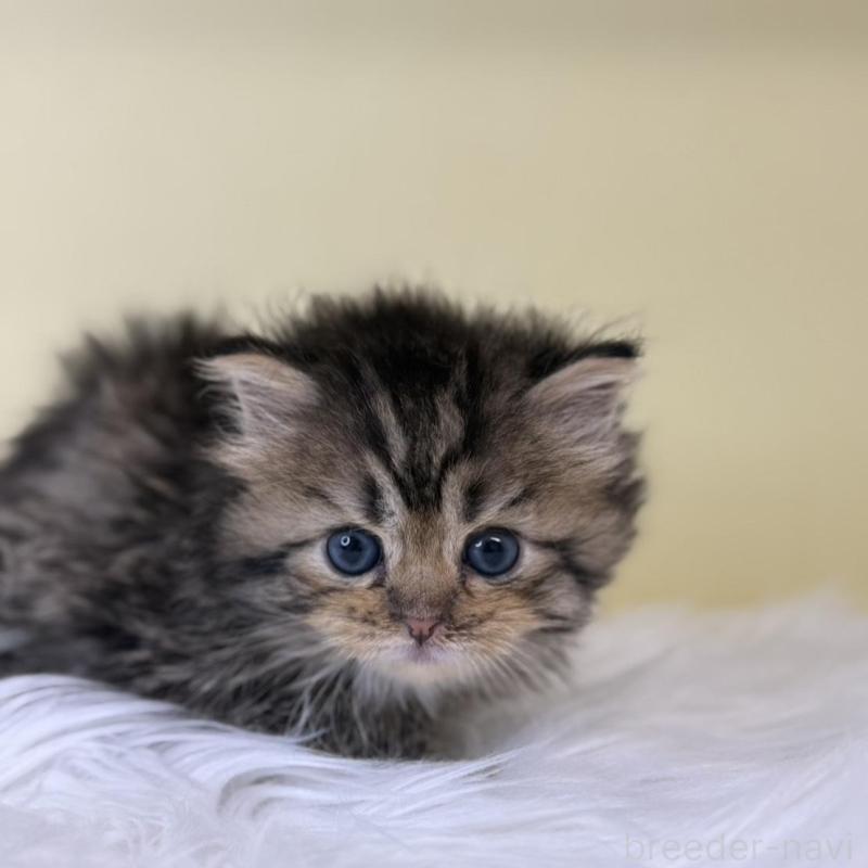 販売中の埼玉県のサイベリアン-137643の2枚目