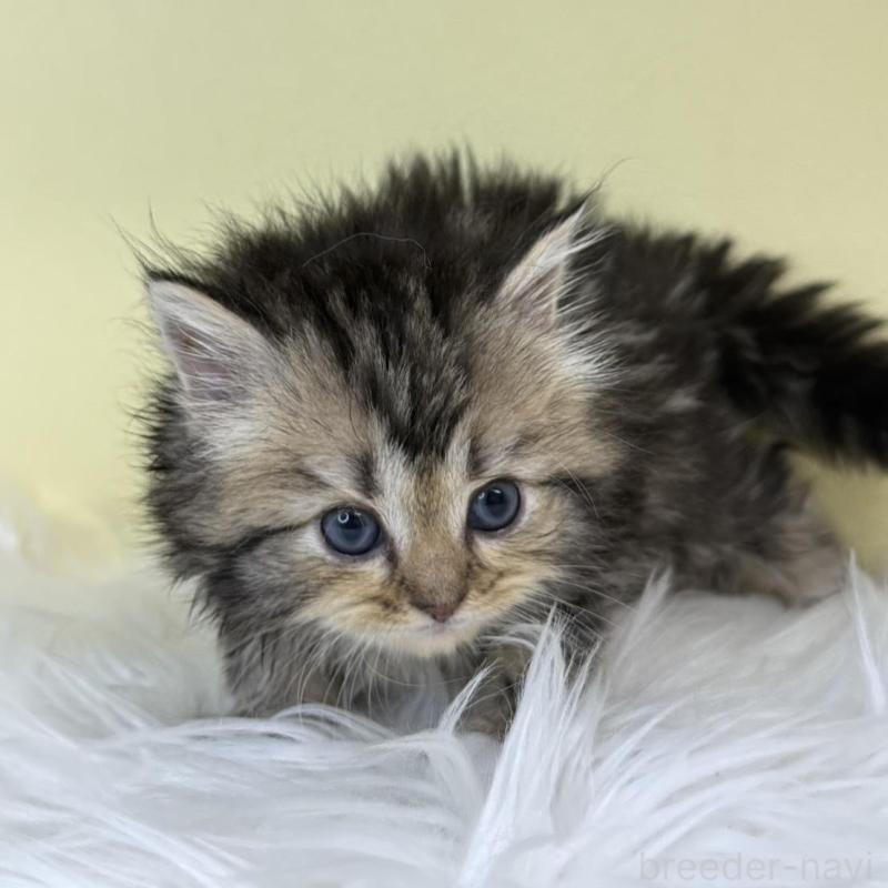 販売中の埼玉県のサイベリアン-137644の4枚目