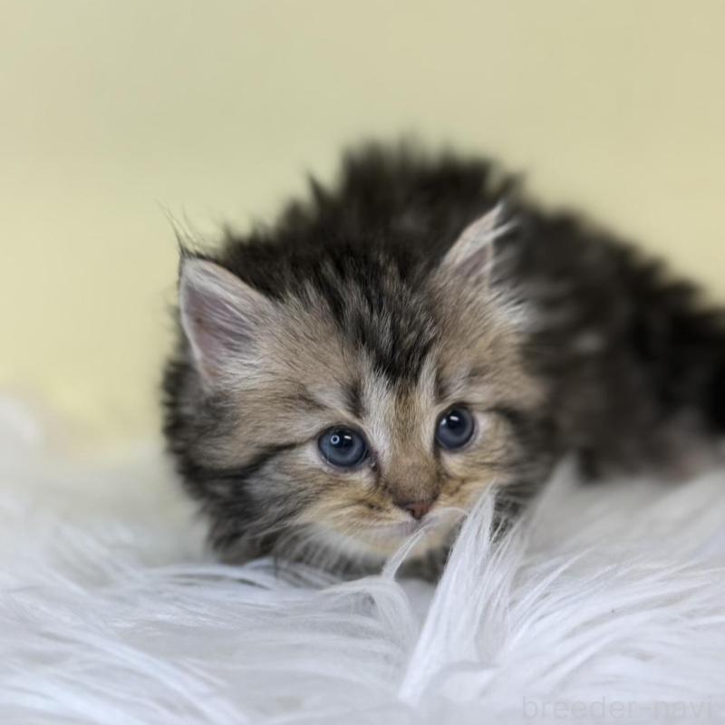 販売中の埼玉県のサイベリアン-137644の1枚目