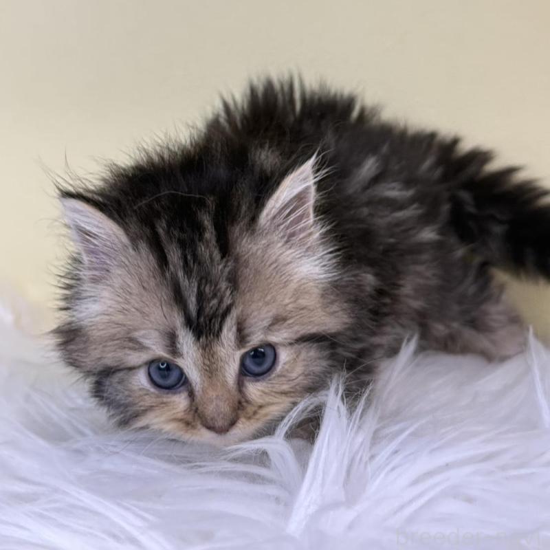 販売中の埼玉県のサイベリアン-137644の3枚目