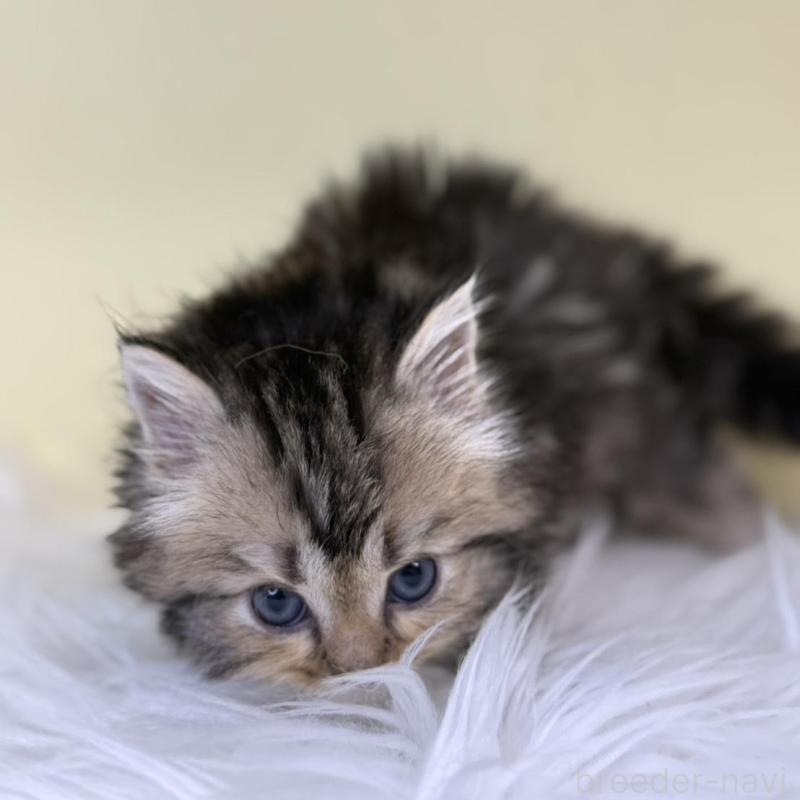 販売中の埼玉県のサイベリアン-137644の2枚目