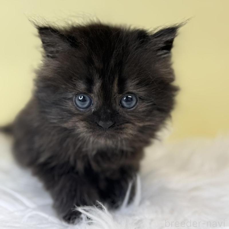 販売中の埼玉県のサイベリアン-137645の4枚目