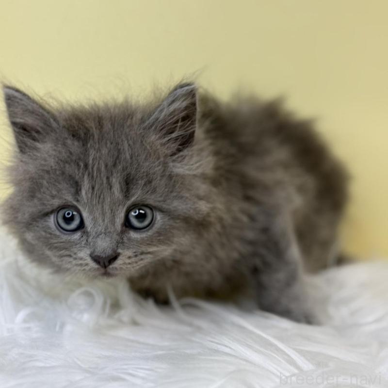 販売中の埼玉県のサイベリアン-137647の5枚目