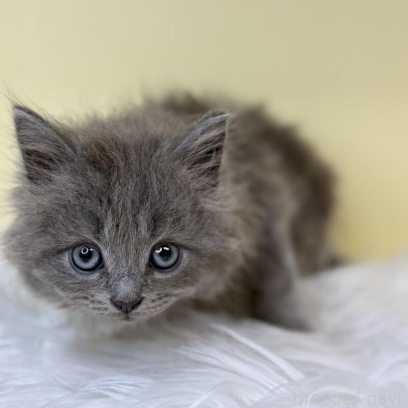 販売中の埼玉県のサイベリアン-137647の4枚目