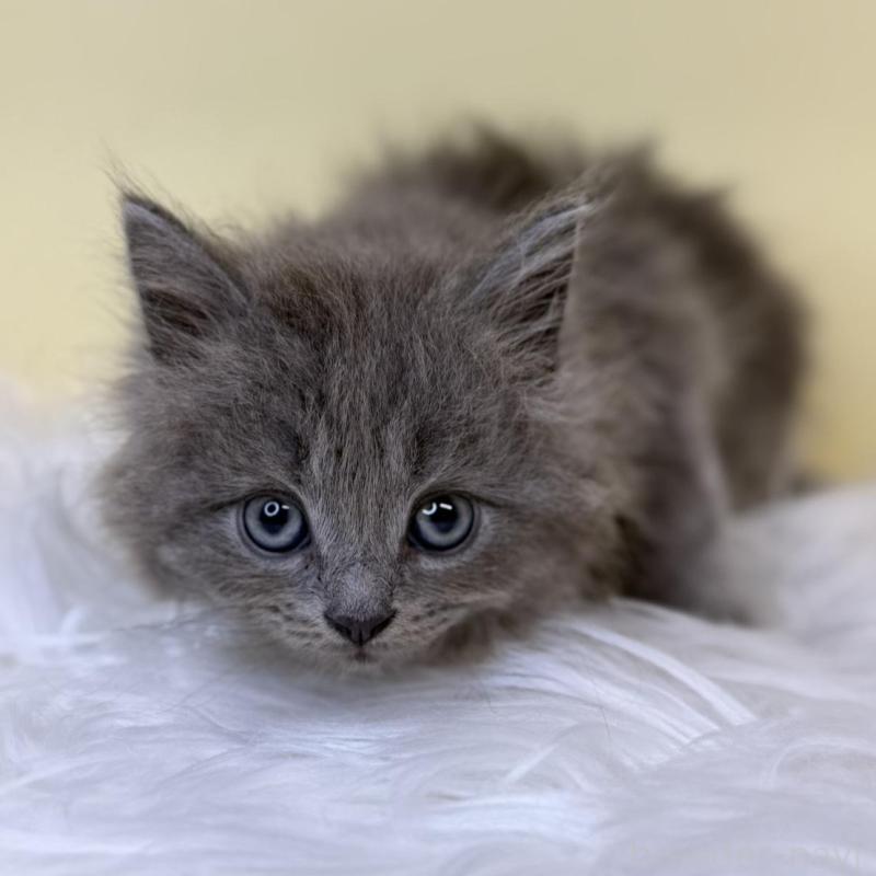 販売中の埼玉県のサイベリアン-137647の3枚目