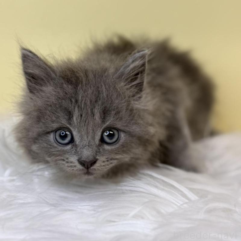 販売中の埼玉県のサイベリアン-137647の1枚目