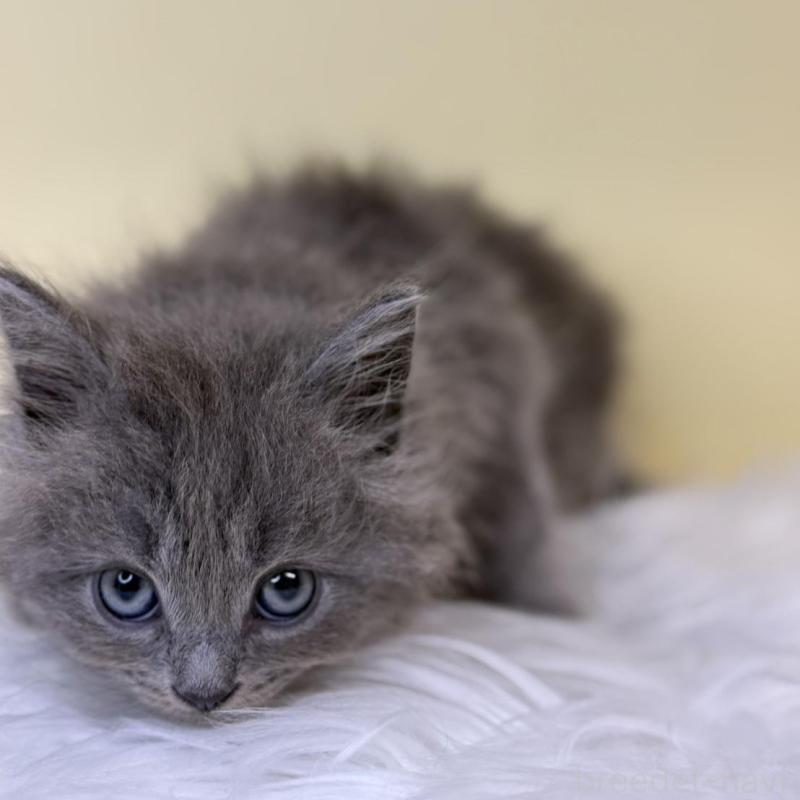 販売中の埼玉県のサイベリアン-137647の2枚目