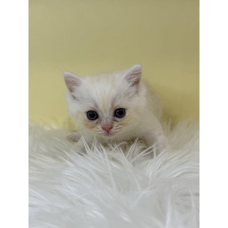 販売中の埼玉県のミヌエット(短足)-137677の4枚目