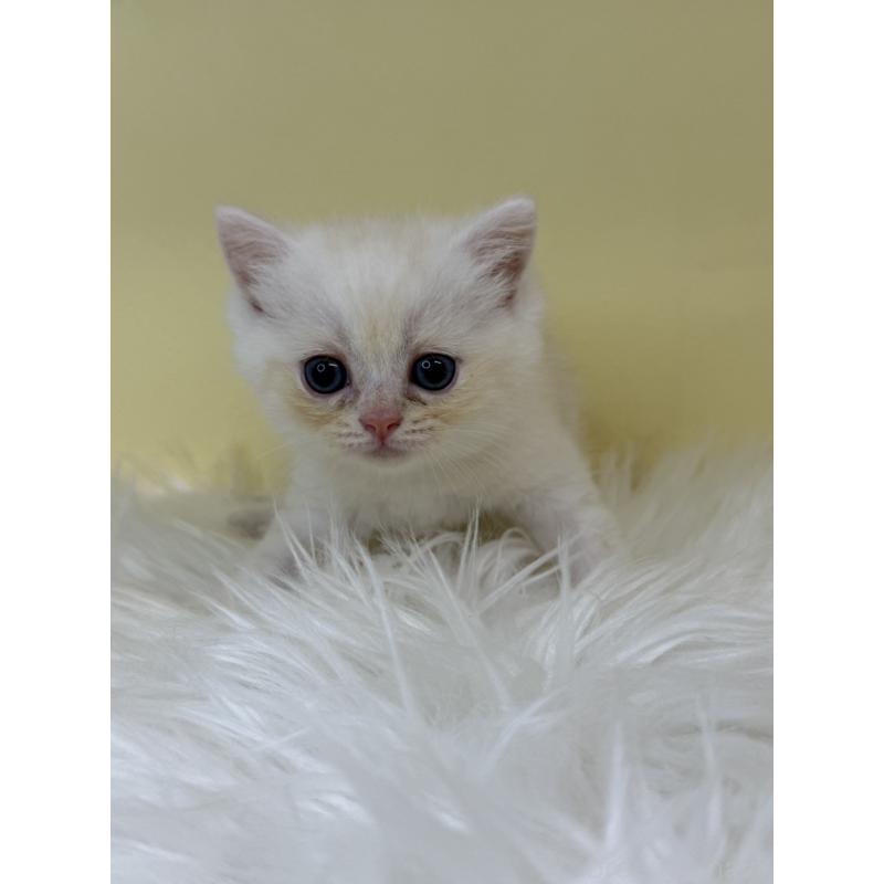 販売中の埼玉県のミヌエット(短足)-137677の3枚目