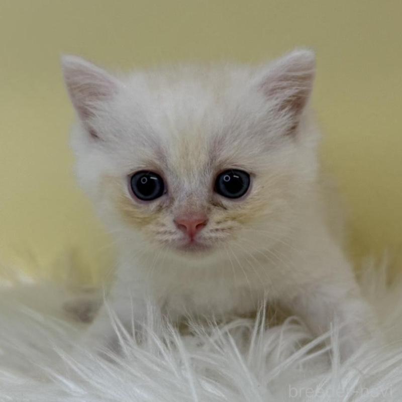 販売中の埼玉県のミヌエット(短足)-137677