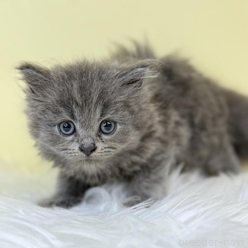 販売中の埼玉県のサイベリアン-137648の4枚目