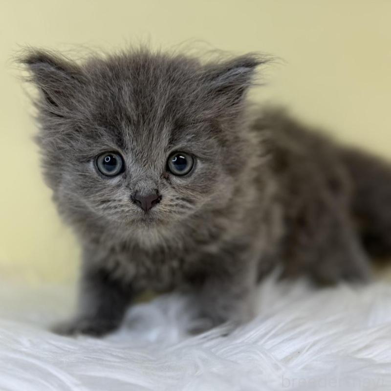 販売中の埼玉県のサイベリアン-137648の3枚目