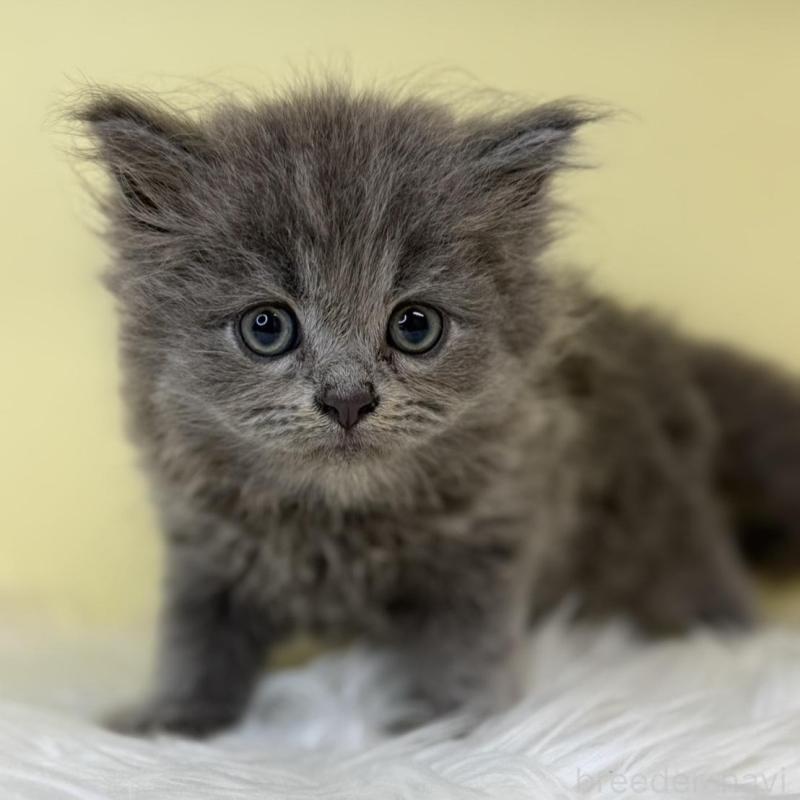 販売中の埼玉県のサイベリアン-137648の1枚目