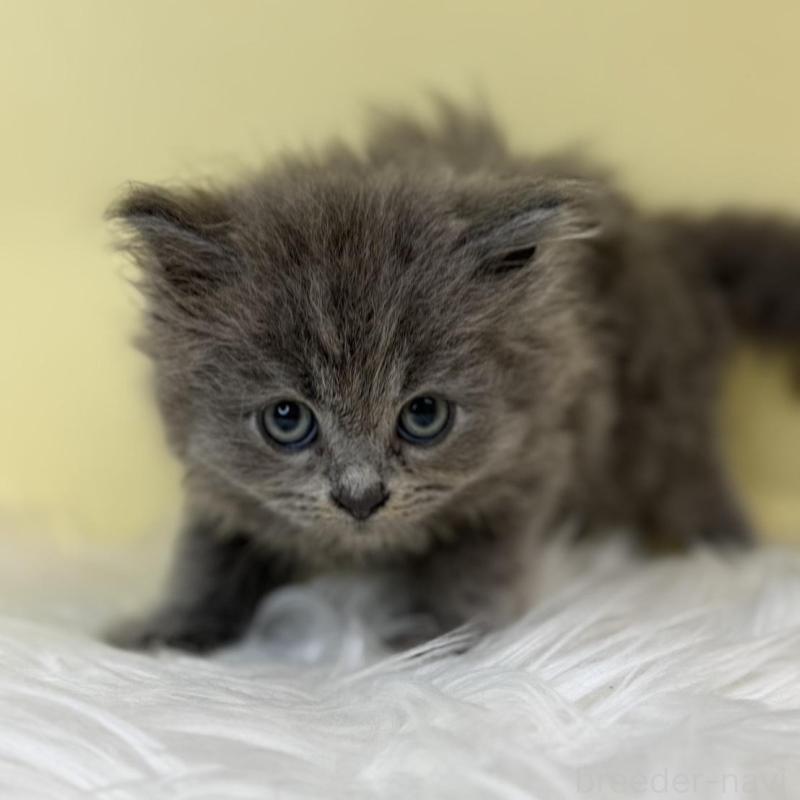 販売中の埼玉県のサイベリアン-137648の2枚目