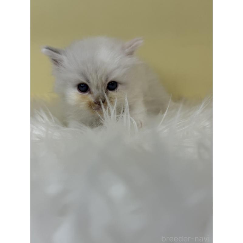 販売中の埼玉県のラグドール-137675の4枚目