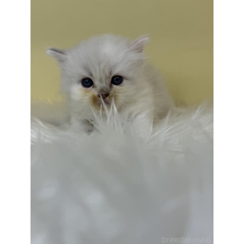 販売中の埼玉県のラグドール-137675の2枚目