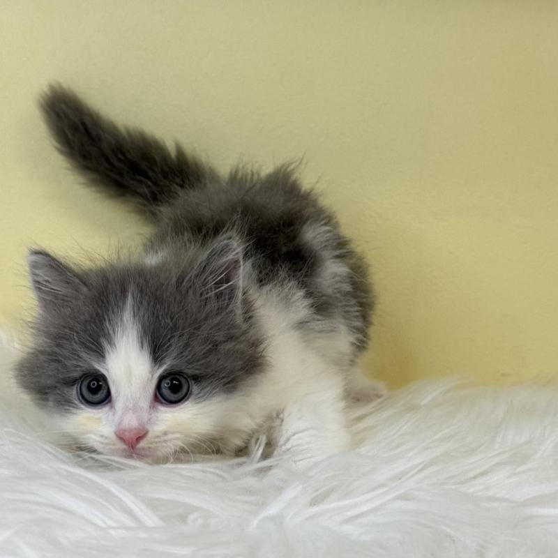 販売中の埼玉県のサイベリアン-137649の1枚目