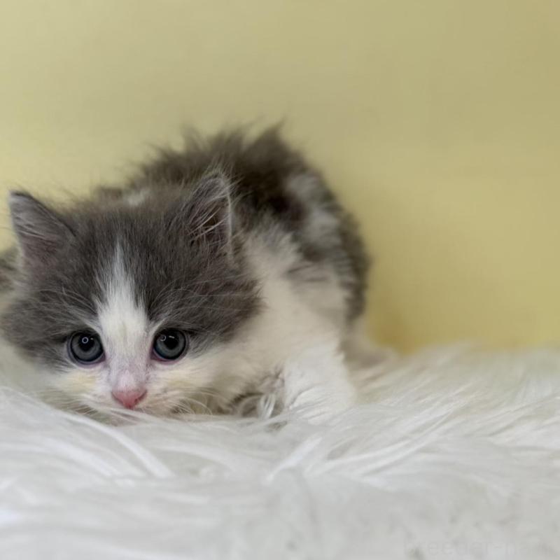 販売中の埼玉県のサイベリアン-137649の4枚目