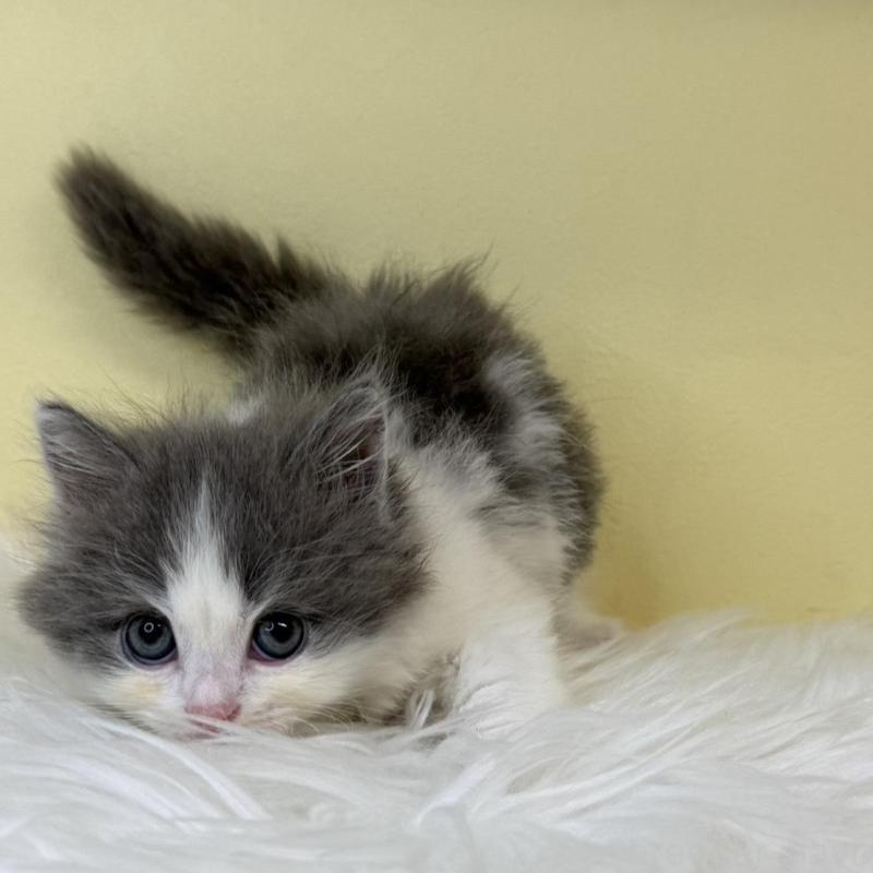 販売中の埼玉県のサイベリアン-137649の3枚目