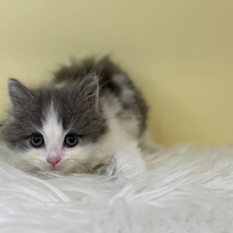 販売中の埼玉県のサイベリアン-137649の2枚目