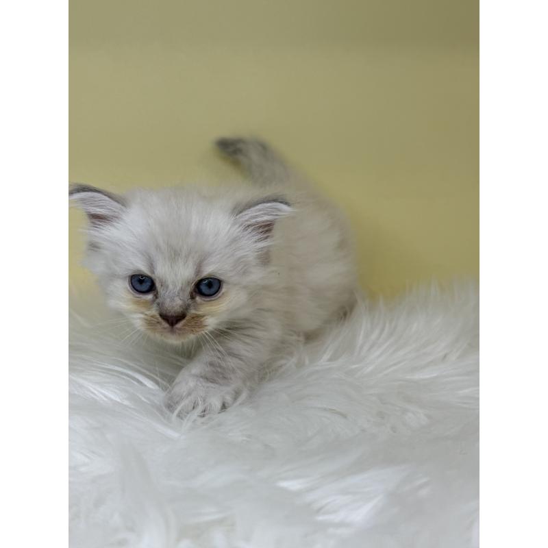 販売中の埼玉県のラグドール-137674の4枚目