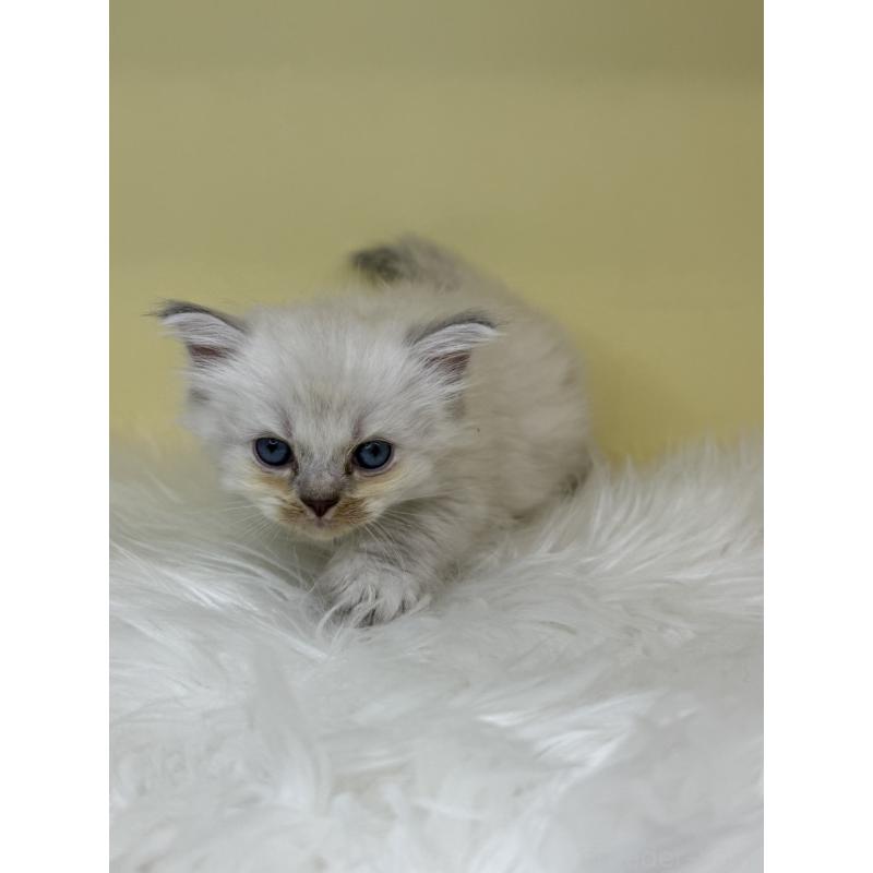 販売中の埼玉県のラグドール-137674の2枚目