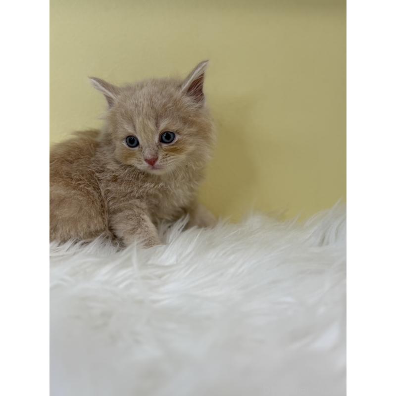 販売中の埼玉県のサイベリアン-137673の4枚目