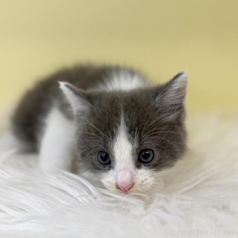 販売中の埼玉県のラムキン-137650の4枚目