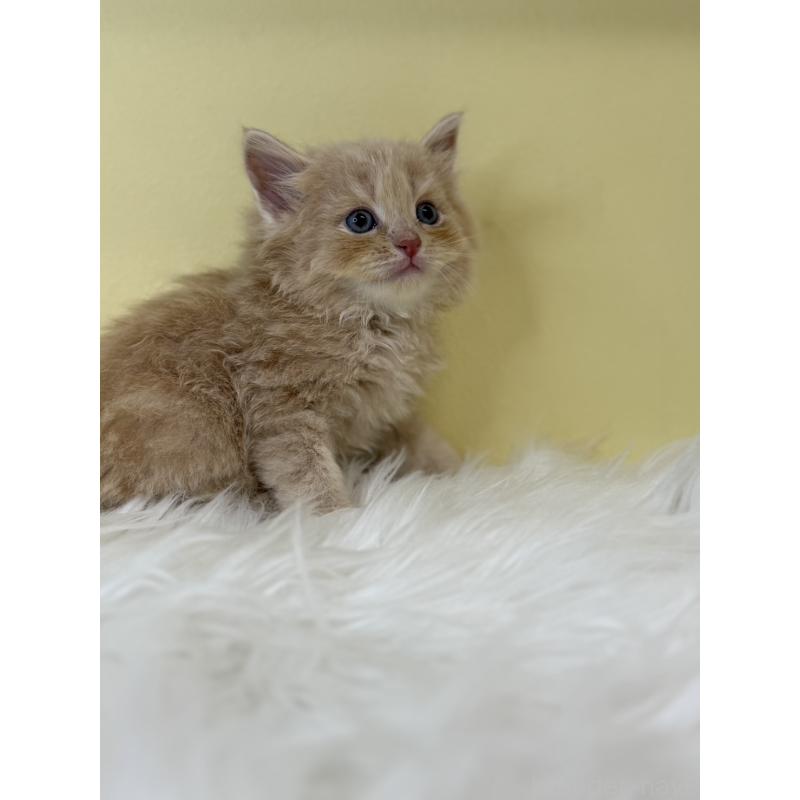 販売中の埼玉県のサイベリアン-137673の3枚目