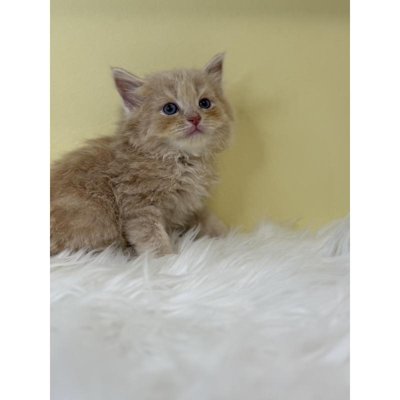 販売中の埼玉県のサイベリアン-137673の2枚目