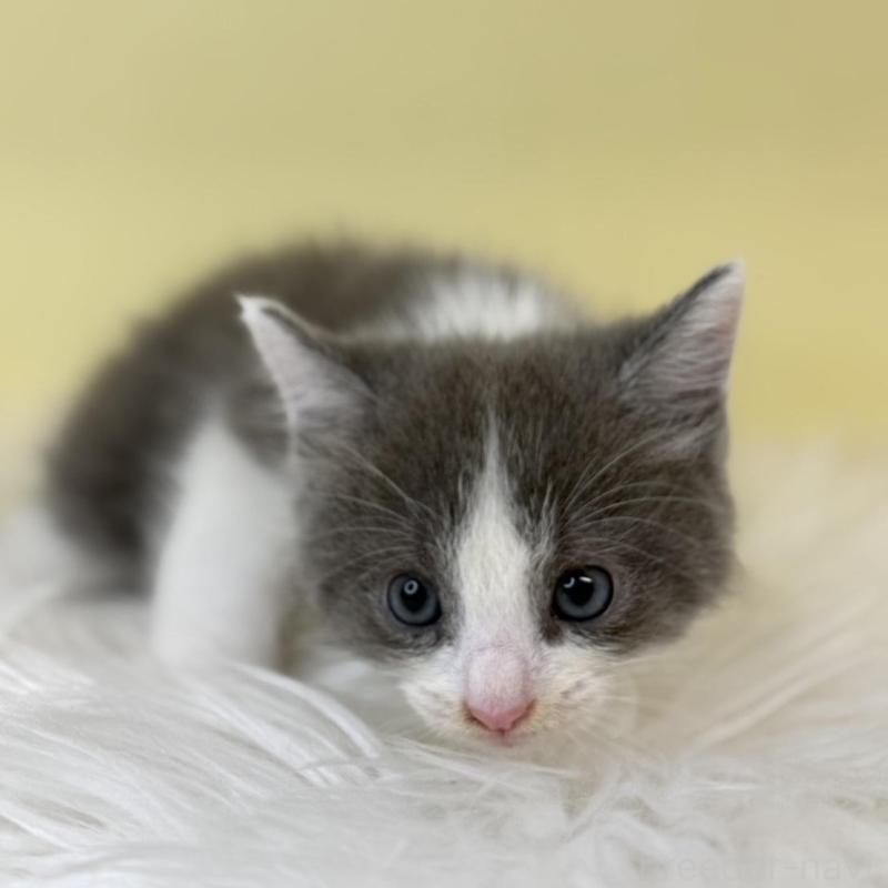 販売中の埼玉県のラムキン-137650の3枚目